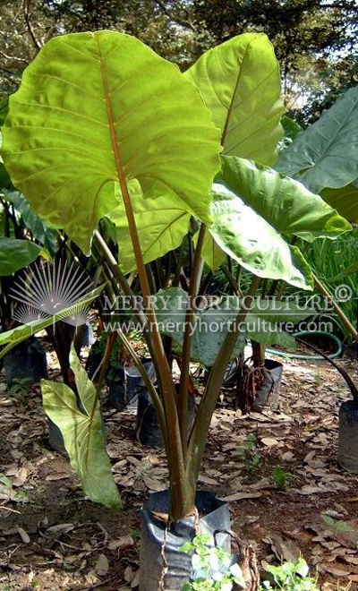 Alocasia macrorrhiza black spp